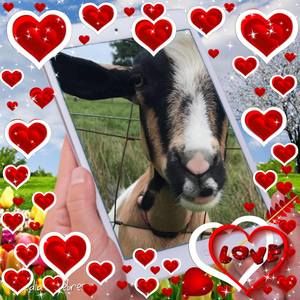 Meet your Posher, Laney